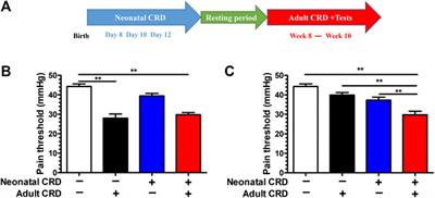 Small-Conductance Ca2+-Activated K+ Channels 2 in the Hypothalamic Paraventricular Nucleus Precipitates Visceral Hypersensitivity Induced by Neonatal Colorectal Distension in Rats